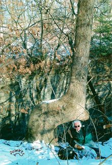 Trail Tree Photo Property of Downes Studio